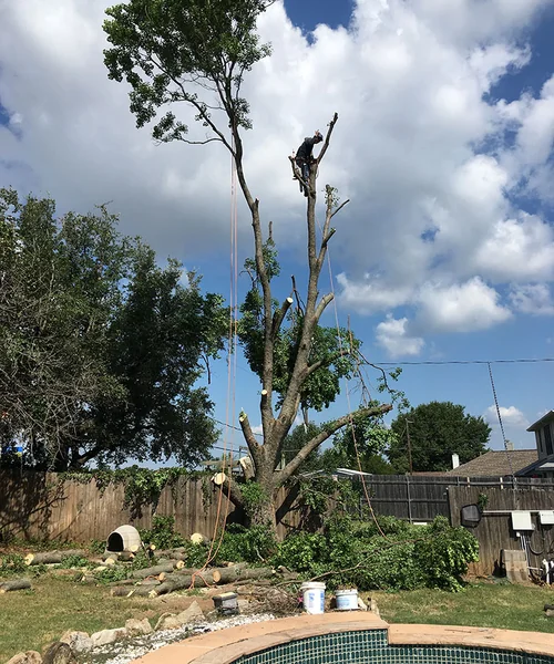 Tree Removal in Fort Worth 